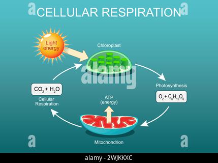 Zelluläre Atmung. Pozessen des aeroben Stoffwechsels. Zelluläre Atmung und Photosynthese, Chloroplast und Mitochondrien. Vektor Isometrisch flach Abb. Stock Vektor