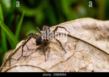 Eine Nahaufnahme einer Pardosa Milvina Spinne auf einem Blatt im Garten. Stockfoto