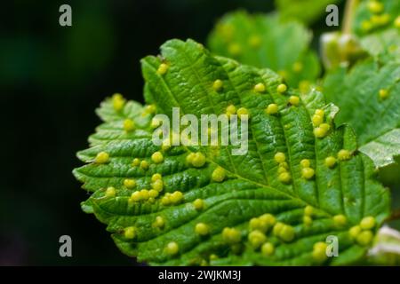 Blätter mit Gallmilbe Eriophyes tiliae. Eine Nahaufnahme eines Blattes, das von Gallen von Eriophyes tiliae befallen ist. Hochwertige Fotos Stockfoto