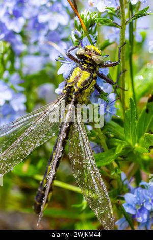 Die Libelle, Gompha vulgaris Gomphus vulgatissimus auf der Pflanze durch das Morgensonnenlicht des Sees im Sommer. Stockfoto