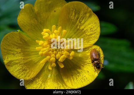 Himbeerkäfer, Byturus tomentosus, auf Blume. Dies sind Käfer aus der Fruchtwurmfamilie Byturidae, dem Hauptschädling, der Himbeeren befällt, schwarz Stockfoto