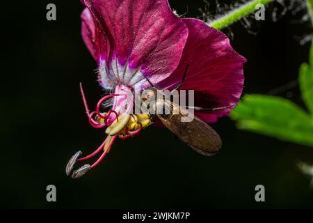 Empis tesselata Tanz Fliegen Sie auf einer Pflanze. Stockfoto