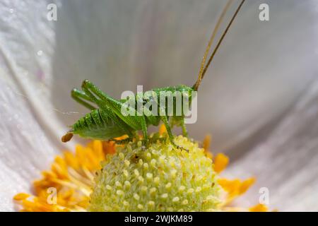 Grüne Grashüpfer Tettigonia viridissima auf einer Blume, Tierwelt, Makro. Stockfoto