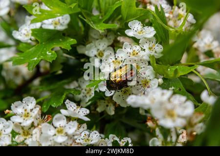 Cetonia aurata auf einer Weißdornblume. Grüne Betle. Stockfoto