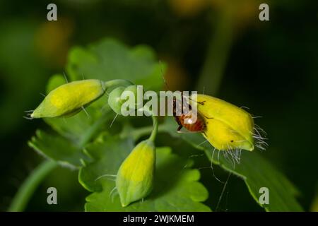 Selektive Nahaufnahme eines Rotwein-Mirid-Pflanzenwanzes, Deraeocoris ruber, sitzt auf einem Blatt im Garten vor grünem Hintergrund. Stockfoto