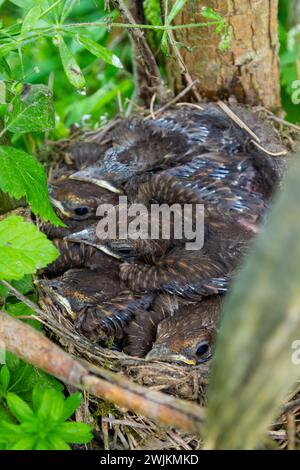 Babyvögel in den Nestvögeln und Nebeldrosseln. Drosseln. Stockfoto