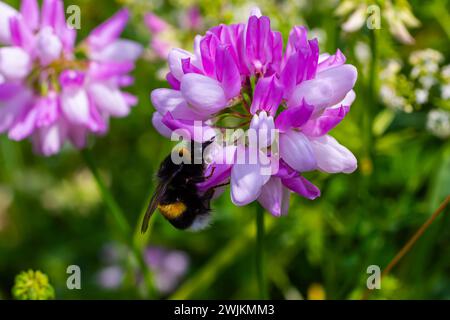 Nahaufnahme einer kleinen europäischen Gartenhummel, Bombus hortorum, trinkender Nektar aus einer lila Distelblume. Stockfoto