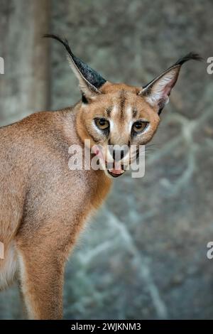 caracal steht im Zoo Stockfoto