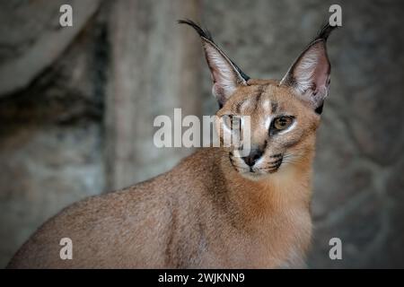 caracal steht im Zoo Stockfoto