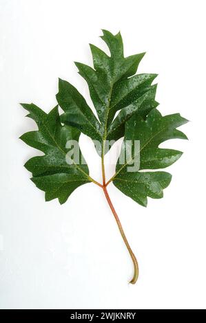 Ein grünes Blatt mit Wassertropfen darauf Stockfoto