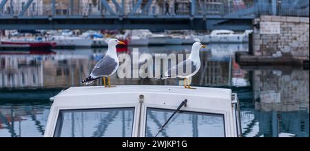 Zwei Möwen auf einem Fischerboot in Sete in Occitanie, Frankreich Stockfoto