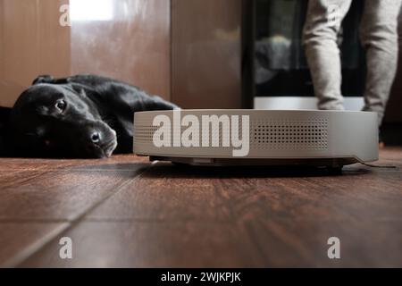 Ein Mädchen und ein Retriever-Hund und ein Roboter-Staubsauger auf dem Boden in der Küche reinigen die Wohnung und reinigen das Haus Stockfoto