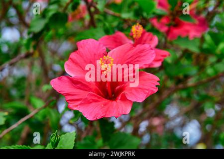 Nahaufnahme der rosa Hibiskusblüte in Blüte Stockfoto