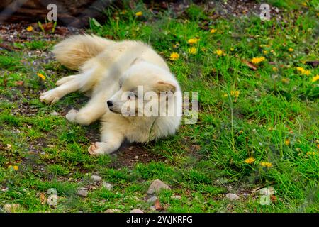 Weißer Polarfuchs, der im Gras des Zoos ruht Stockfoto