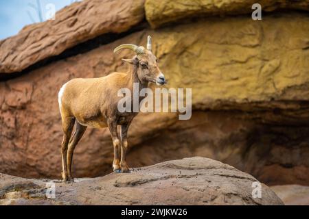 Ein Dickhornschafe auf dem Feld von Tucson, Arizona Stockfoto