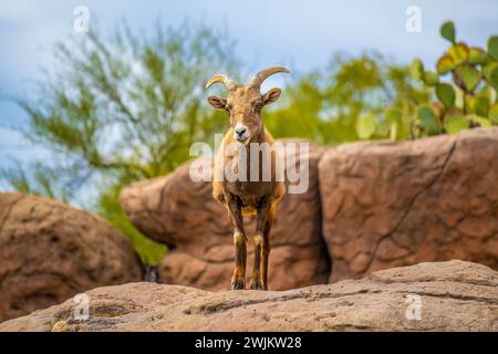 Ein Dickhornschafe auf dem Feld von Tucson, Arizona Stockfoto