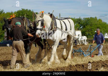 Pferd Gezogen, Pflügen, St George, Conwy, Nordwales, Vereinigtes Königreich, Stockfoto