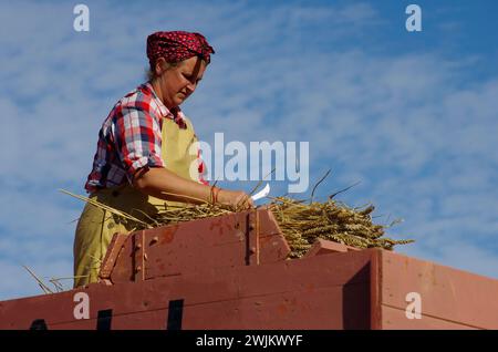 Vintage, Dreschen, Demonstration, St. George, Conwy, Nordwales, Vereinigtes Königreich. Stockfoto