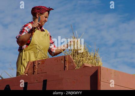 Vintage, Dreschen, Demonstration, St. George, Conwy, Nordwales, Vereinigtes Königreich. Stockfoto