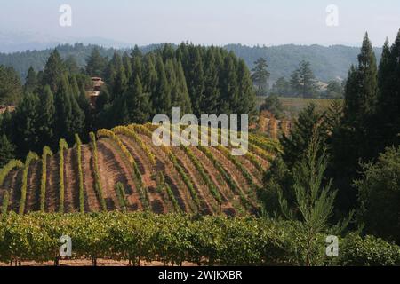 Weinberg am Highway 101 in Kalifornien Stockfoto