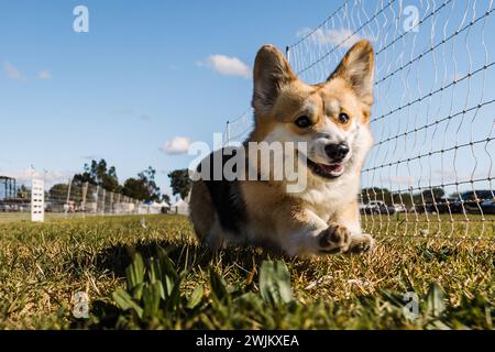Pembroke Welsh Corgi Running-Köder-Kurs Hundesport an sonnigen Tagen Stockfoto