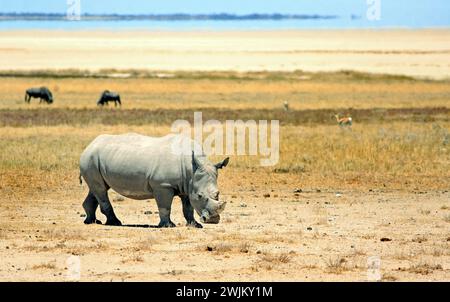 Weiße Nashörner stehen auf der offenen Etosha-Ebene, mit der Salzpfanne in der Ferne. Namibia, Afrika Stockfoto