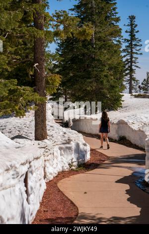Frau, die an einem warmen Frühlingstag im Bryce Canyon National Park, Utah, zwischen hohen Schneemauern spaziert. Blauer Himmel, freier Weg. In der Nähe von Rainbow Point Stockfoto