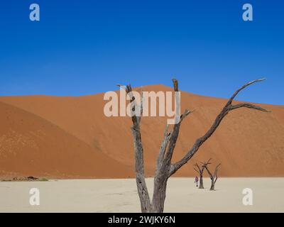 Tote Camelthorn Bäume gegen die roten Dünen und blauer Himmel in Deadvlei, Sossusvlei. Namib-Naukluft-Nationalpark, Namibia, Afrika Stockfoto