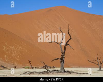 Tote Camelthorn Bäume gegen die roten Dünen und blauer Himmel in Deadvlei, Sossusvlei. Namib-Naukluft-Nationalpark, Namibia, Afrika Stockfoto