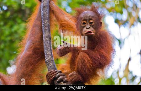 Baby Orangutan, Pongo pygmaeus, Tanjung Puting Nationalpark, Kalimantan, Borneo, Indonesien Stockfoto