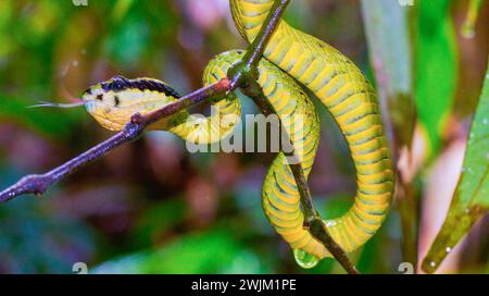 Sri Lanka Green Pit Viper, Trimeresurus trigonocephalus, Sinharaja National Park Regenwald, Sinharaja Forest Reserve, Weltkulturerbe, UNESCO, Stockfoto
