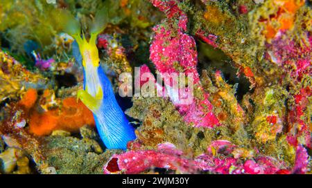 Ribbon Aal, Rhinomuraena quaesita, Reef Building Corals, Coral Reef, Lembeh, Nord-Sulawesi, Indonesien, Asien Stockfoto