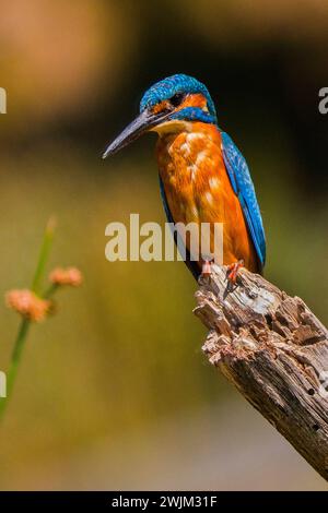 Kingfisher, Alcedo athis, Tajo River, Monfragüe National Park, SPA, ZEPA, Biosphärenreservat, Provinz Cáceres, Extremadura, Spanien, Europa Stockfoto