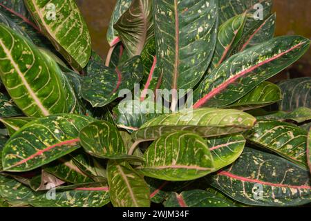 Flache Anlage kleiner Pflanzen um das Haus herum Stockfoto