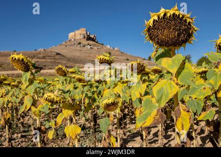 Sonnenblumenfeld, Helianthus annuus, Castillo de Gormaz, Siglo X, Gormaz, Soria, Comunidad Autónoma de Castilla, Spanien, Europa Stockfoto