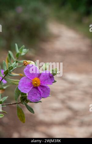 Weiße Steinrose, Cistus albidus, Pfad von Cura, Mallorca, Balearen, Spanien Stockfoto