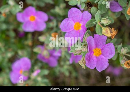 Weiße Rosa, Cistus albidus, Mallorca, Balearen, Spanien Stockfoto