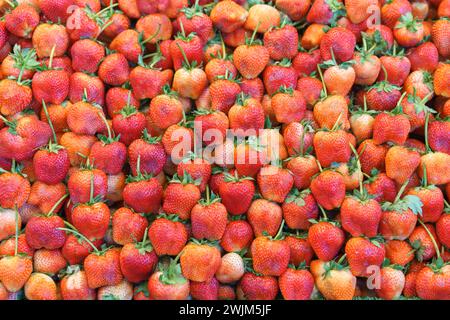 Ein großer, lebhafter Haufen frischer Erdbeeren aus nächster Nähe, die ihre leuchtend rote Farbe und die frischen grünen Stiele auf einem Markt zeigen Stockfoto