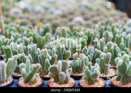 Eine umfangreiche Sammlung von Miniatur-Kakteen in verschiedenen Formen und Größen, ordentlich vergossen und für die Ausstellung in einem Gartencenter angeordnet Stockfoto