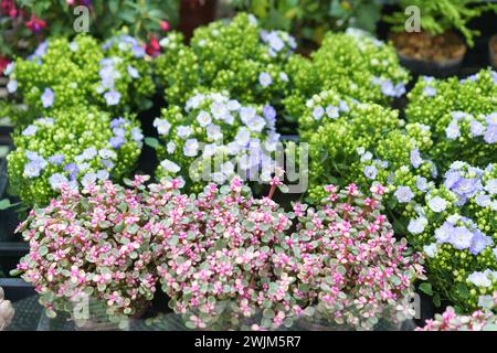 Eine üppige und farbenfrohe Ausstellung von Kalanchoe blossfeldiana, auch bekannt als Florist Kalanchoe, mit kleinen, lebendigen Blumen in einem Kinderzimmer Stockfoto