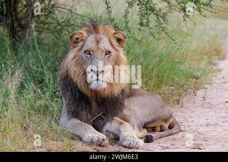 Ein Löwe, der auf einer Straße des Kruger Park in Südafrika liegt Stockfoto