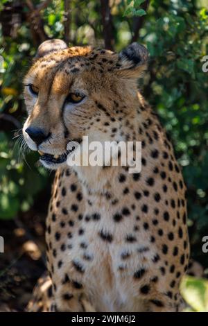 Gepard (guepardo) in Nahaufnahme Stockfoto