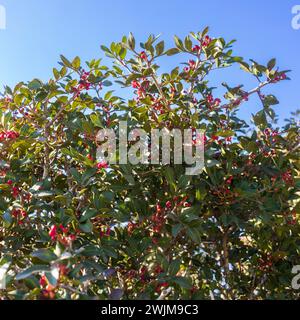 Pistacia lentiscus ist ein zweiäugiger immergrüner Sträucher oder kleiner Baum der Gattung Pistacia, der im Mittelmeerbecken beheimatet ist. Stockfoto