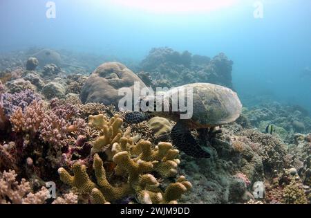 Schildkröten kreuzen auf dem Riff in raja ampat indonesien Stockfoto
