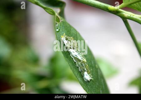 Gewöhnlicher Mormonenfalter (Papilio polytes) raupe im vierten Stadium : (Bild Sanjiv Shukla) Stockfoto