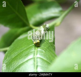 Gewöhnlicher Mormonenfalter (Papilio polytes) raupe im vierten Stadium : (Bild Sanjiv Shukla) Stockfoto