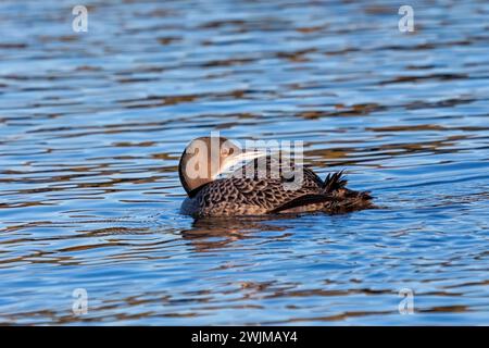 Ein Baby-Luder mit umgedrehtem Kopf schwimmt auf dem blauen Wasser eines Sees. Stockfoto