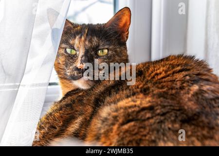 Niedliche weibliche Schildpatt-Katze, die sich auf einer Fensterbank in der Sonne entspannt Stockfoto