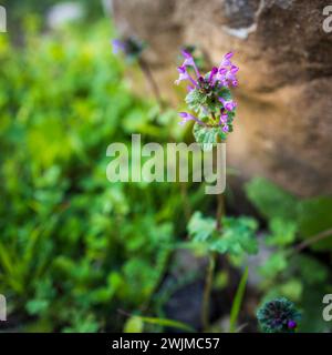 Lamium purpureum, auch bekannt als rote Brennnessel, violette Brennnessel oder violette Erzengel, ist eine jährlich in Europa und Asien heimische krautige Blütepflanze Stockfoto