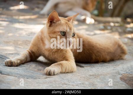 Die obdachlose rote Katze liegt mit schmerzenden Augen auf der Straße. Ein verlassenes Tier auf der Straße von Sri Lanka. Nahaufnahme. Stockfoto